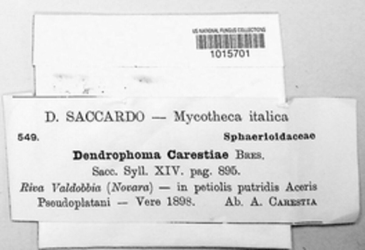 Dendrophoma carestiae image